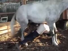His horse drilled the master.